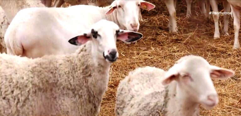 Θεσσαλία: Παραμένουν σε ισχύ τα απαγορευτικά μέτρα για την πανώλη των αιγοπροβάτων