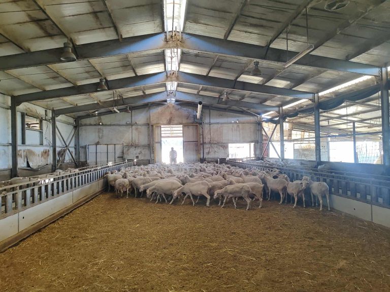 Άνοιξαν με αυστηρά μέτρα τα σφαγεία της Λάρισας- Η πρώτη οικονομική “ανάσα” για τους κτηνοτρόφους