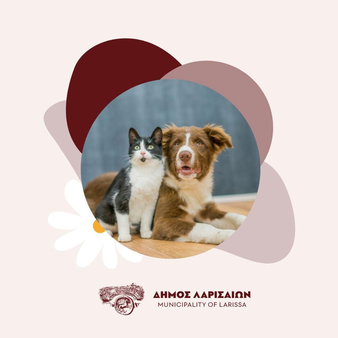 Πρόγραμμα στείρωσης γατών στον Δήμο Λαρισαίων
