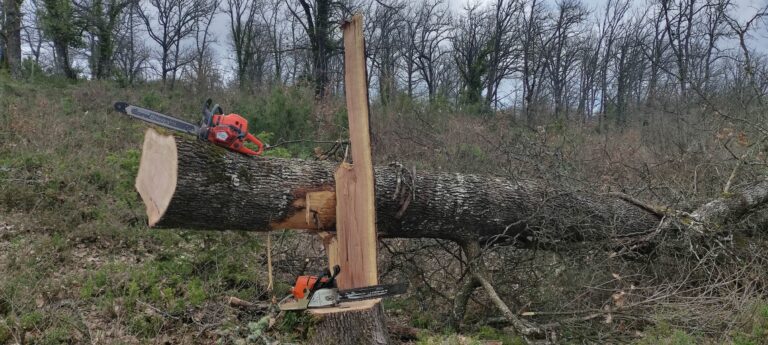 Ελασσόνα: Υλοτόμος καταπλακώθηκε από δέντρο και έχασε τη ζωή του