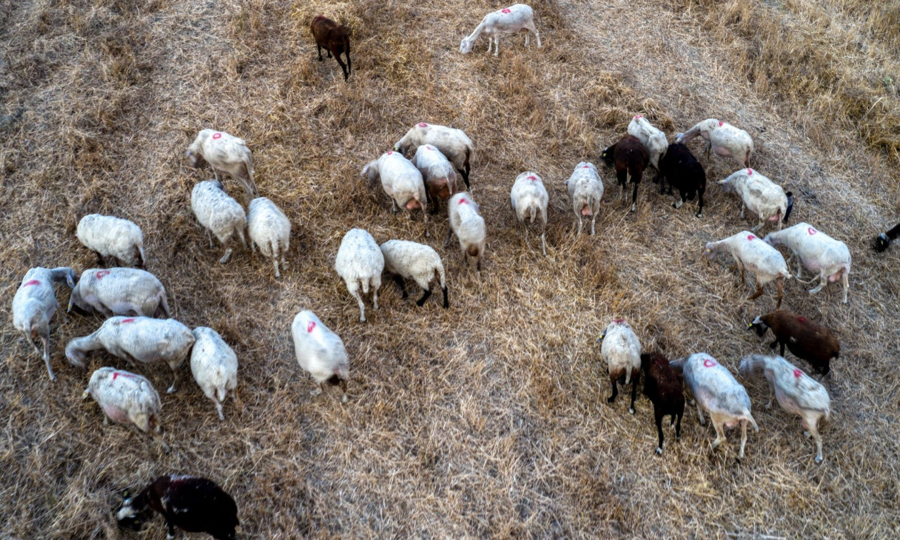 Συνελήφθησαν δύο κτηνοτρόφοι σε Δαμάσι και Γιάννουλη Λάρισας γιατί βοσκούσαν πρόβατα εκτός ποιμνιοστασίου