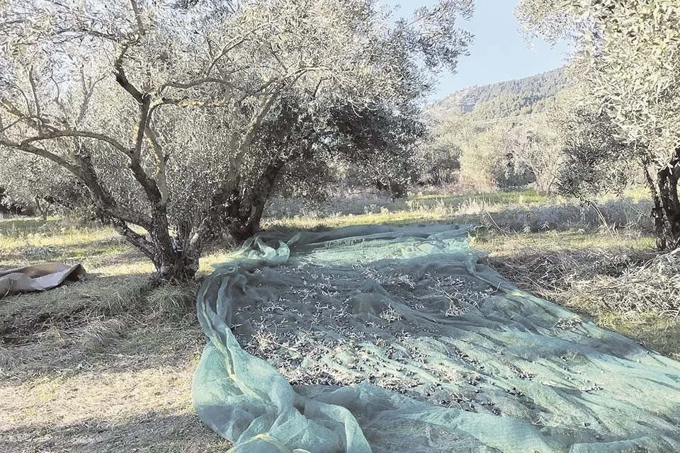 «Ελιές έχουμε, κέρδος όχι…»