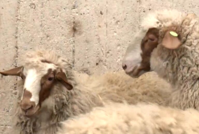 Το καλαρρύτικο πρόβατο - Μια φυλή με ιστορικό 300 ετών