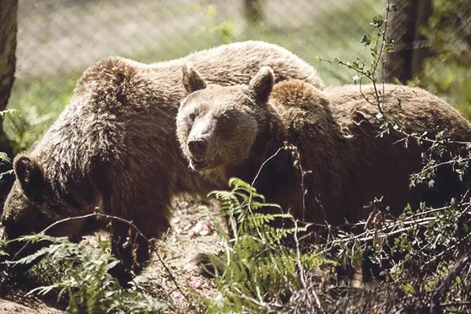 Αρκούδες και στο Νομό Λάρισας