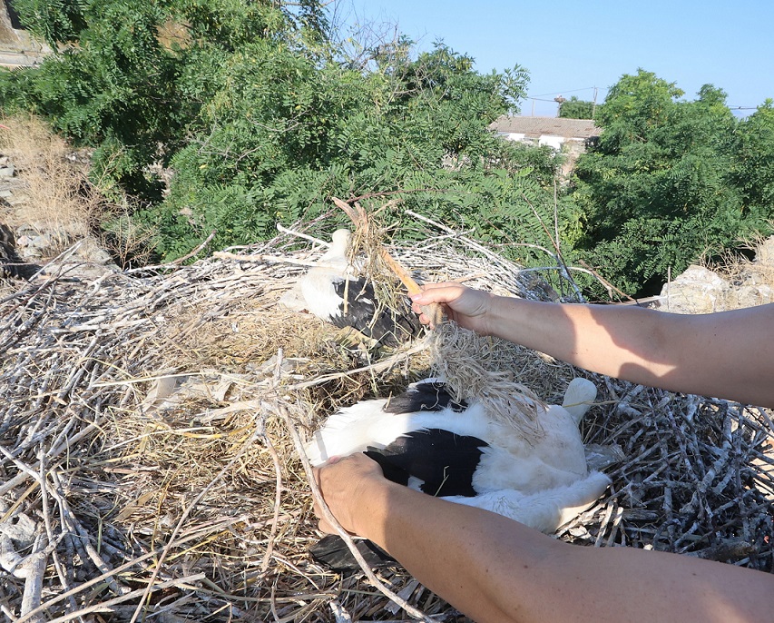 Διάσωση πελαργού στο Δήμο Τεμπών
