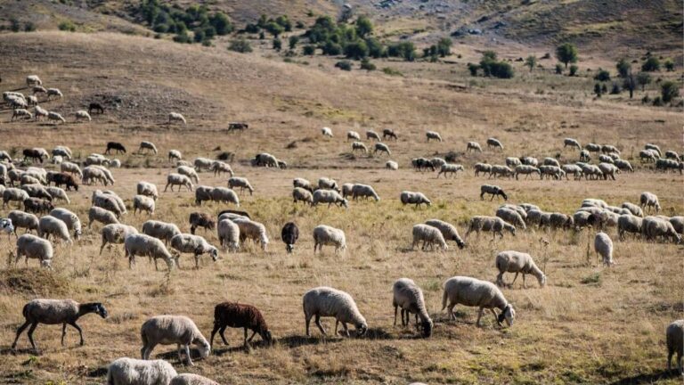 Έκτακτη σύσκεψη για την ευλογιά των αιγοπροβάτων στην Περιφέρεια Θεσσαλίας