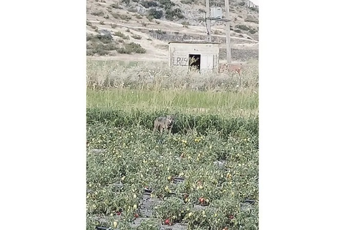 Λύκος κατέβηκε στον κάμπο - Στα σύνορα Βρυσιών και Αγίου Γεωργίου Φαρσάλων