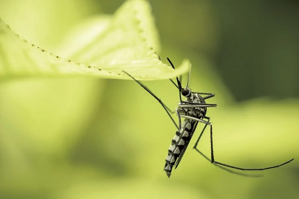 Κρούσμα λοίμωξης από τον ιό Δυτικού Νείλου στην Ανάβρα