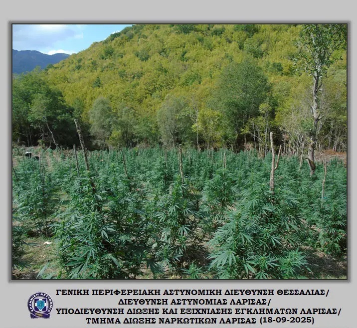 Εντοπίστηκαν (5.085) δενδρύλλια κάνναβης σε ορεινή και δασώδη περιοχή του Ολύμπου