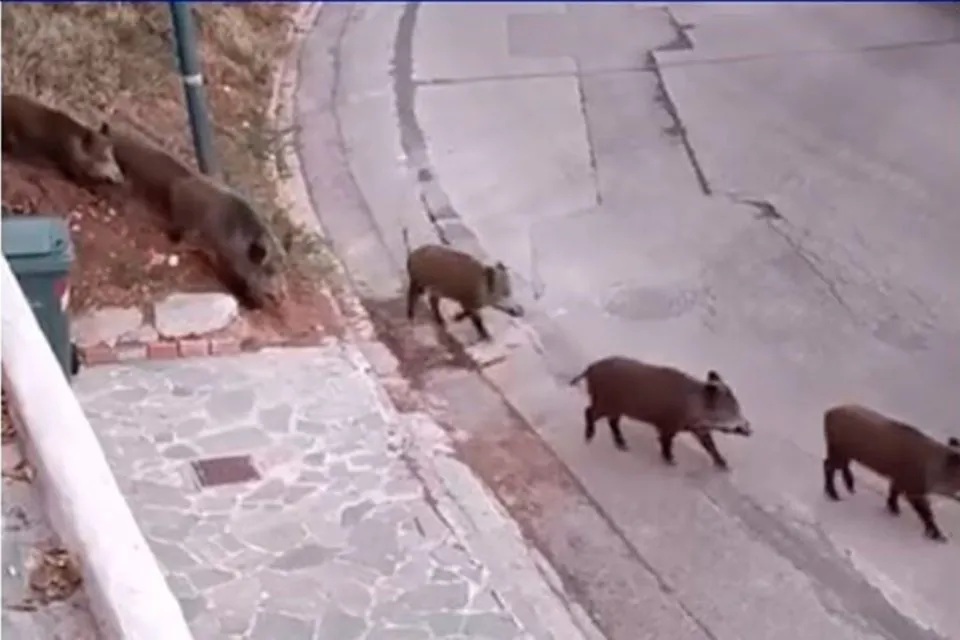 Εισβολή αγριογούρουνων στη Λάρισα